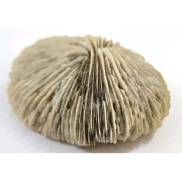 Vtg Mixed Lot of 3 Big 4" to 6" Seashells Crafts Home Beach Ocean Decor Unique - Picture 7 of 16